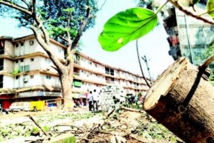 Trees recklessly trimmed but procedures  mercilessly cut in Margao