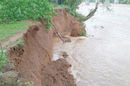 Trees uproot on Khandepar River  bank due to soil erosion