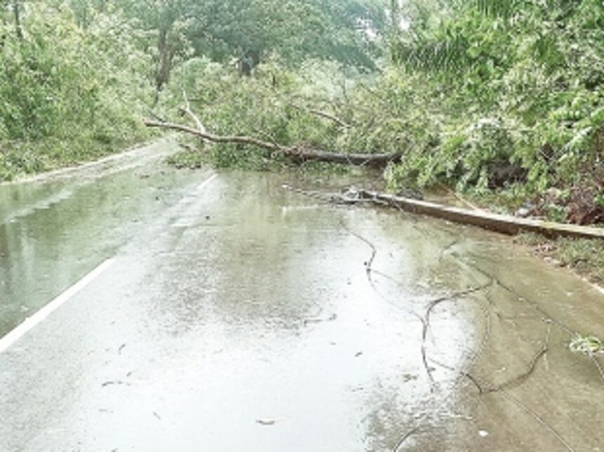 Trees uprooted, electric poles damaged in Quepem, Curchorem