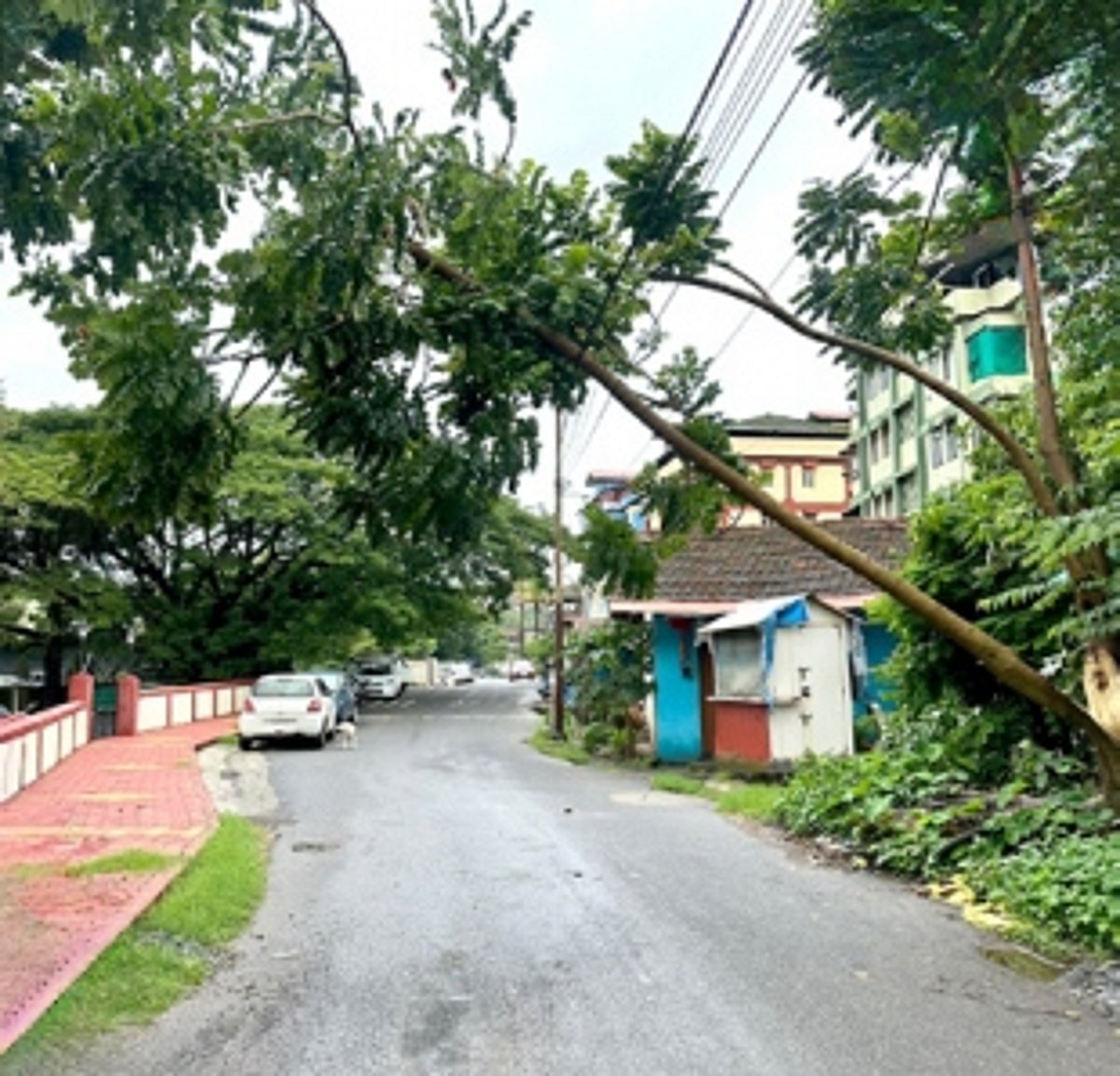 Trees uprooted, houses damaged as heavy rains lash Salcete