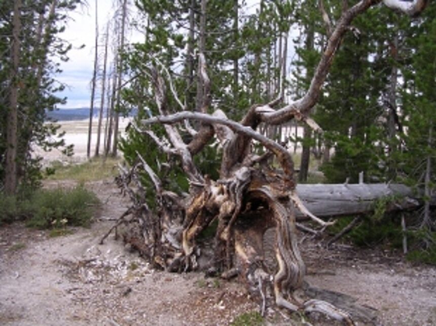 Trees uprooted in Curchorem, Quepem 1 Trees uprooted in Curchorem, Quepem