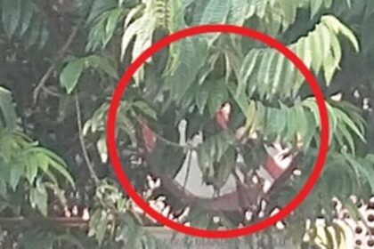 Trim branches of tree covering traffic signboard near Ponda old bus stand