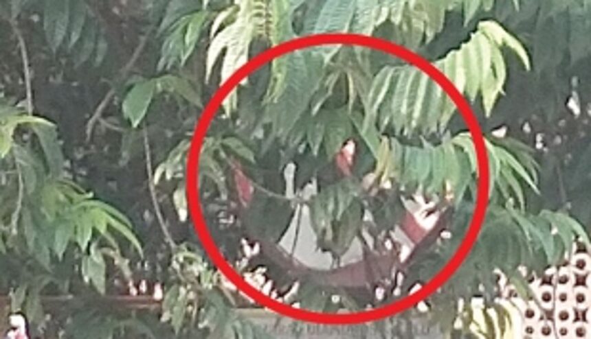 Trim branches of tree covering traffic signboard near Ponda old bus stand