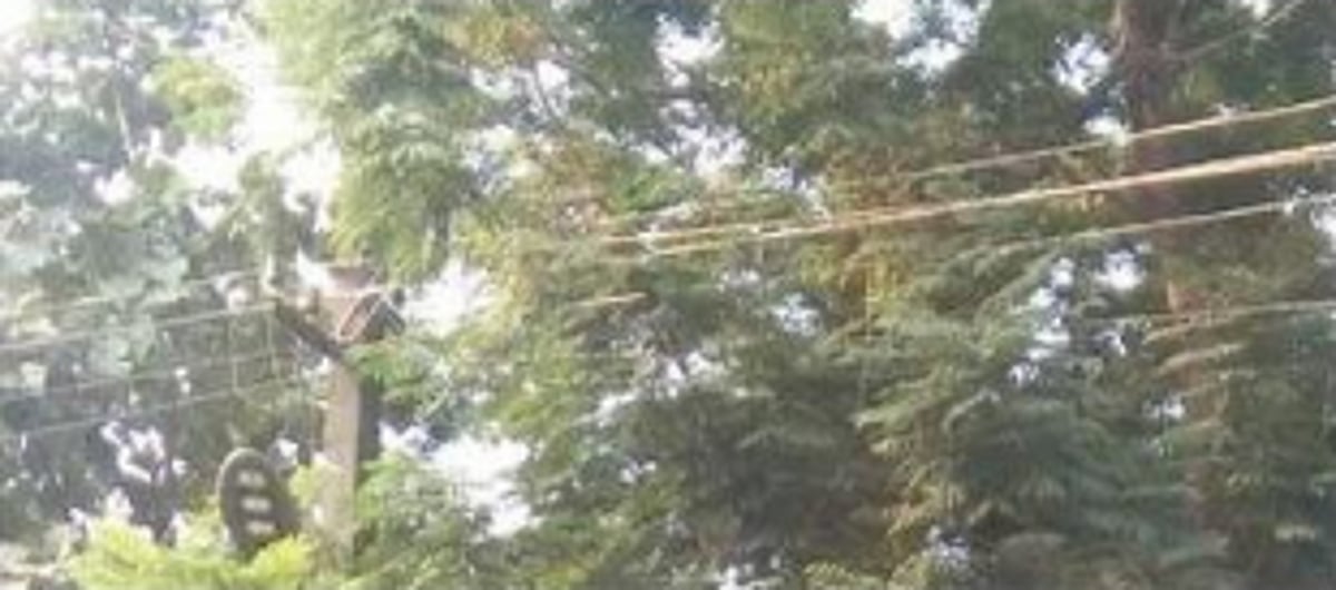 Trim branches  touching live electrical  wires at Ponda