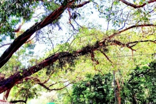 Trim tree branches dangling  on roadside along DB Road