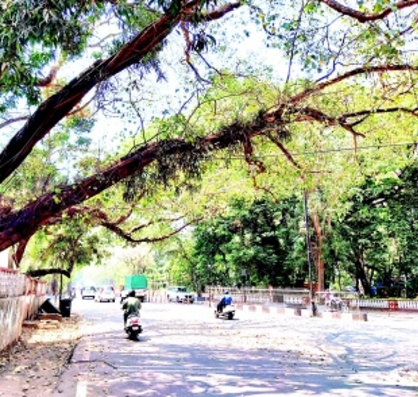 Trim tree branches dangling on roadside along DB Road 1 Trim tree branches dangling on roadside along DB Road