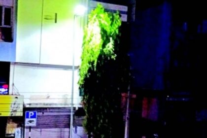 Trimming of trees needed in Vasco to illuminate roads