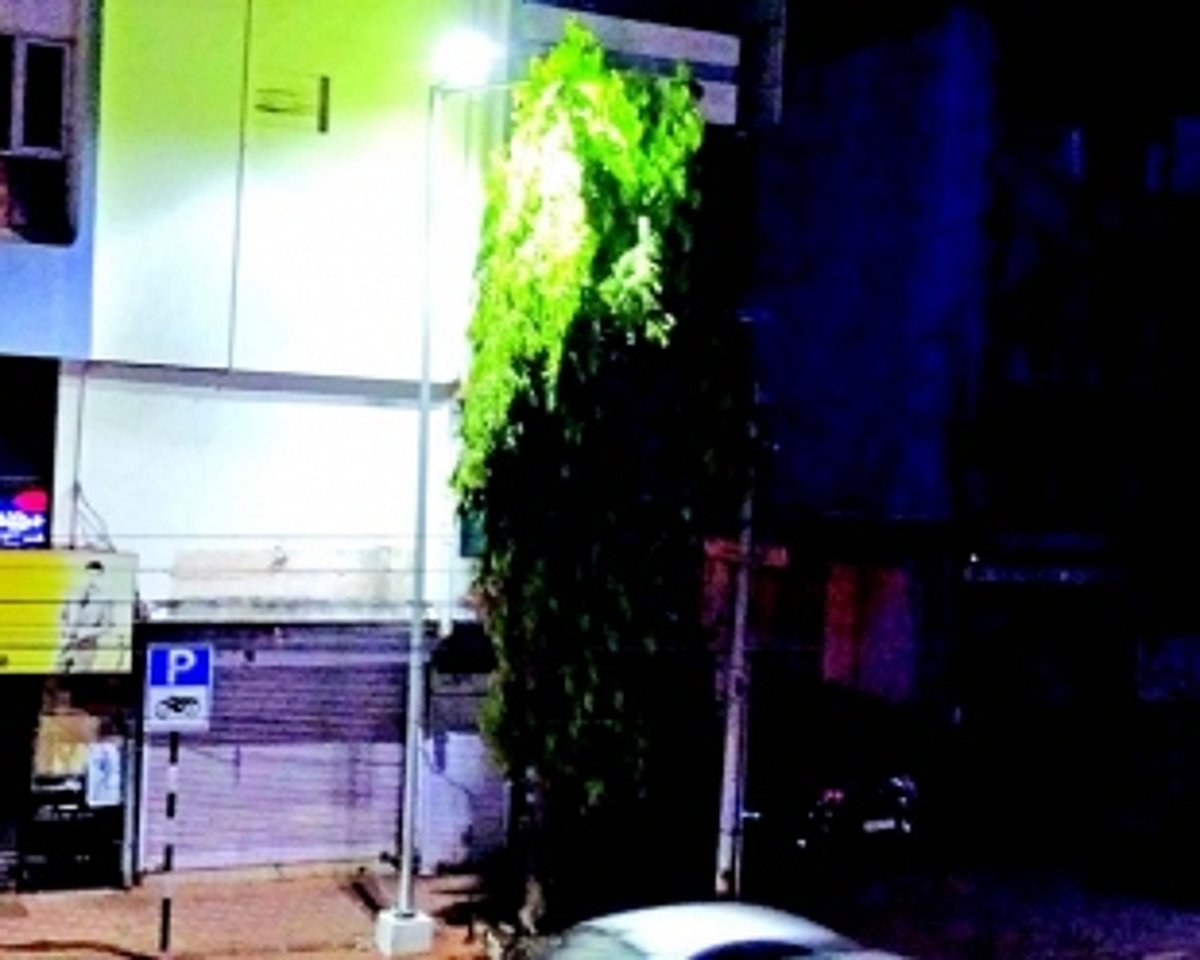 Trimming of trees needed in Vasco to illuminate roads