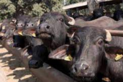 Tripartite agreement signed to slaughter 50 buffaloes per day at Goa Meat Complex