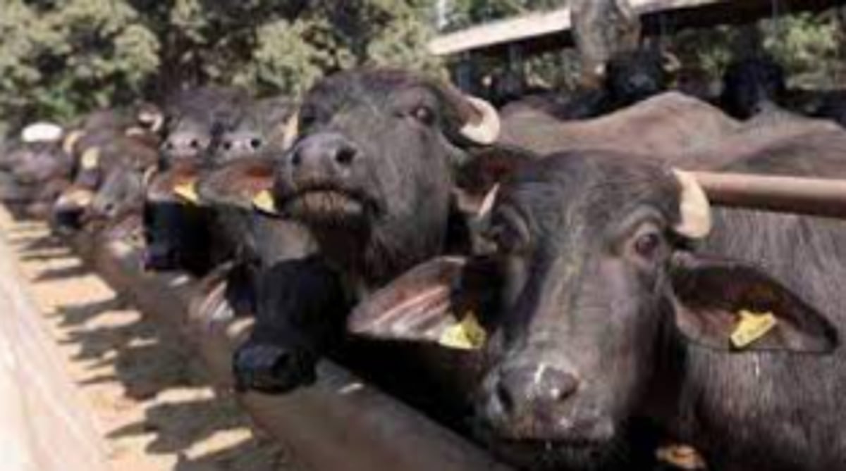 Tripartite agreement signed to slaughter 50 buffaloes per day at Goa Meat Complex