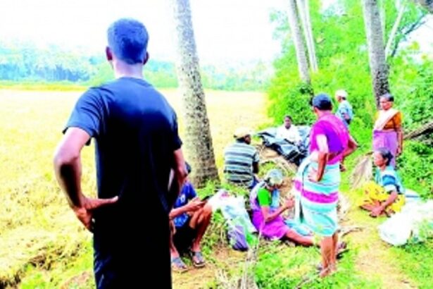 Trouble for Bethki-Priol farmers  as rain damages ripened crop