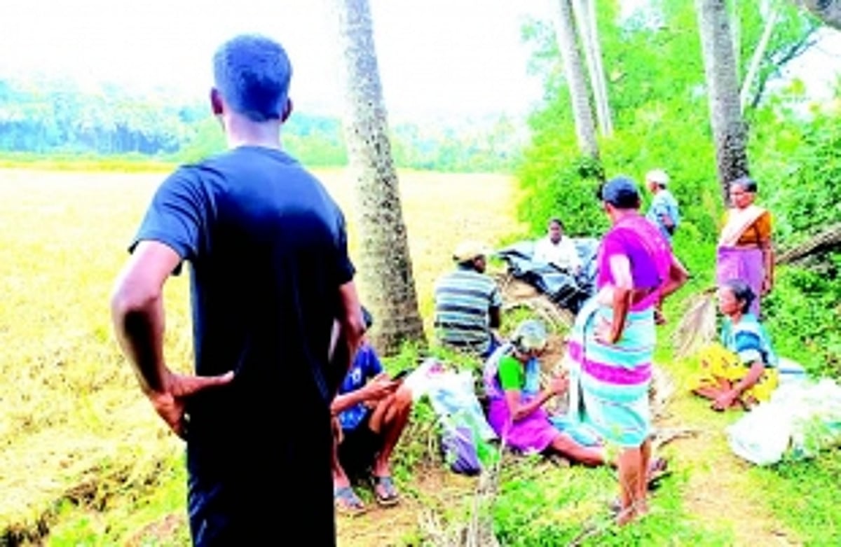 Trouble for Bethki-Priol farmers  as rain damages ripened crop