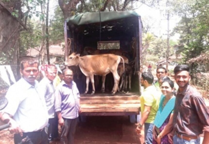 Truck carrying six cows seized