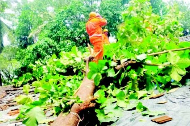 Tumbling trees damage two houses in Curti Khandepar