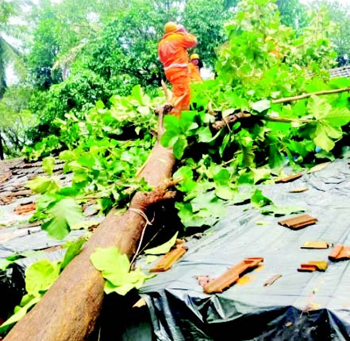 Tumbling trees damage two houses in Curti Khandepar