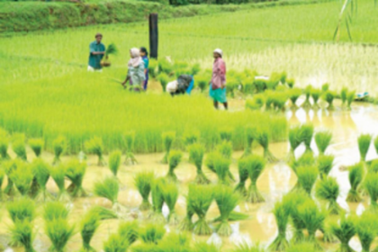 Turning around agriculture in  the State