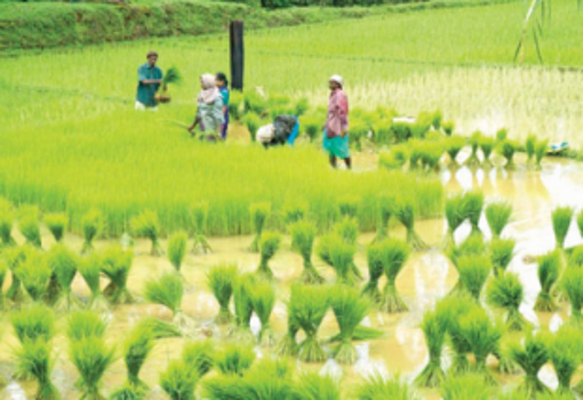 Turning around agriculture in  the State