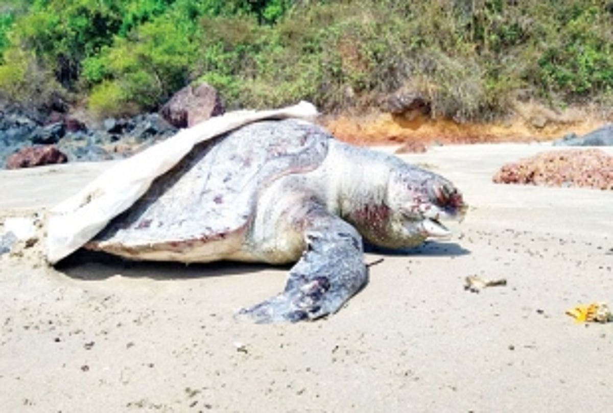Turtle carcass washed  ashore at Talpona
