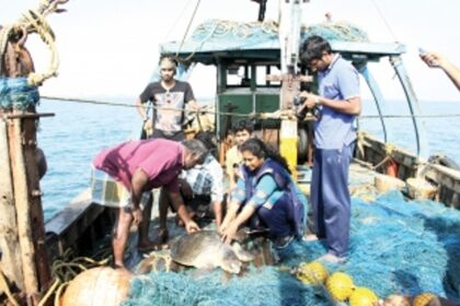 Turtle conservation  efforts on global map