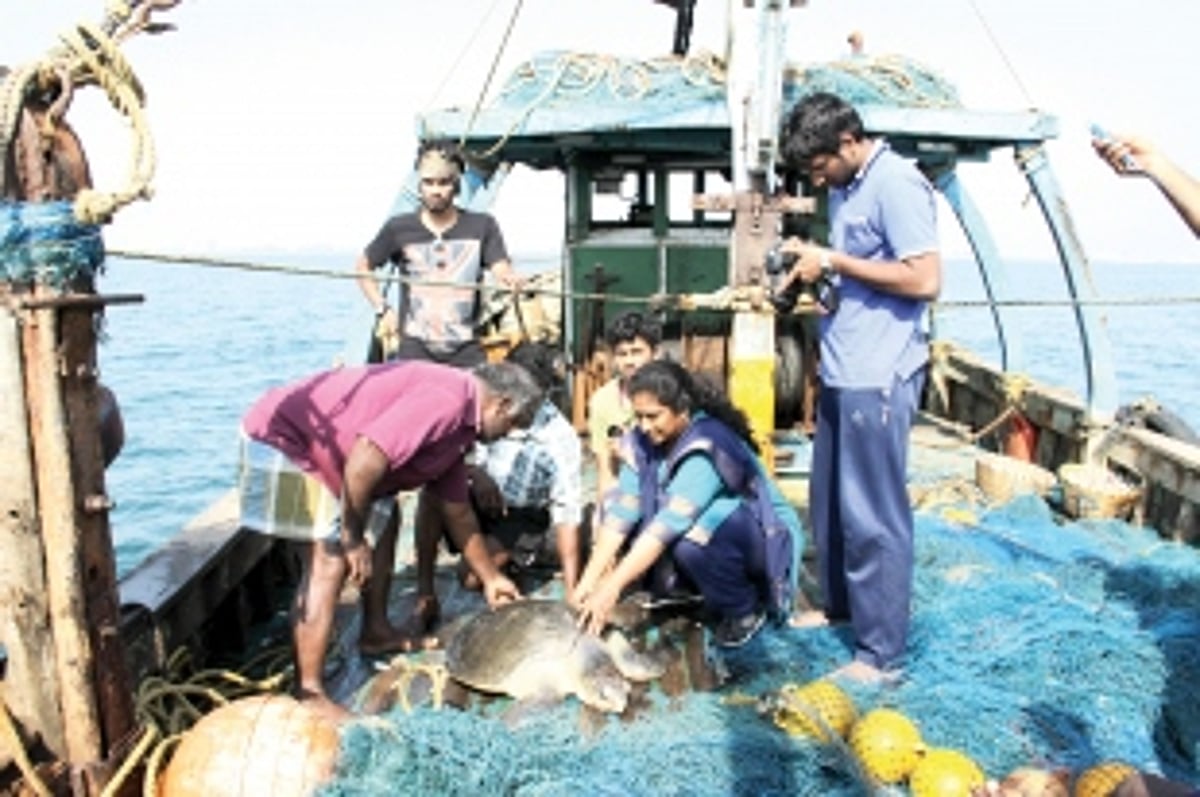 Turtle conservation  efforts on global map