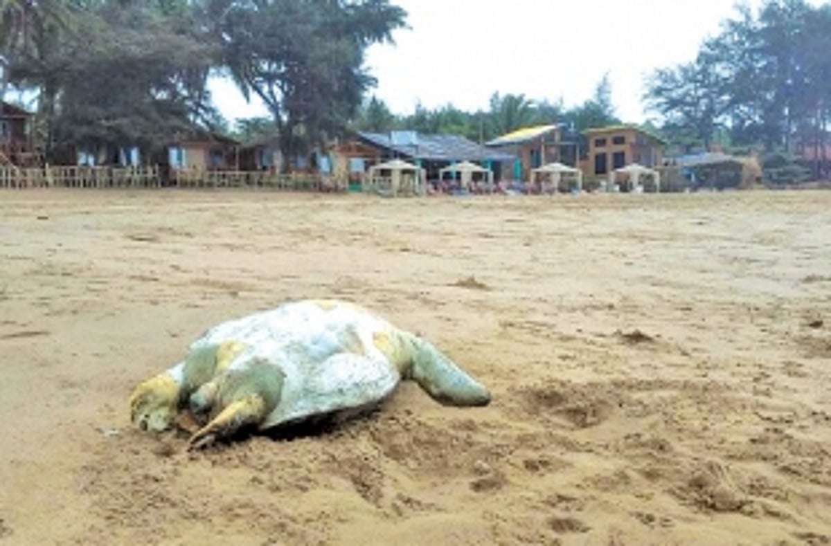 Turtle found dead at Agonda beach