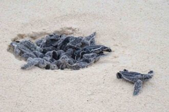 Turtle-nesting delay puzzles marine lovers