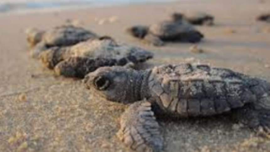 Turtle nesting sites not shown to benefit hoteliers lobby, allege activists 1 Turtle nesting sites not shown to benefit hoteliers lobby, allege activists