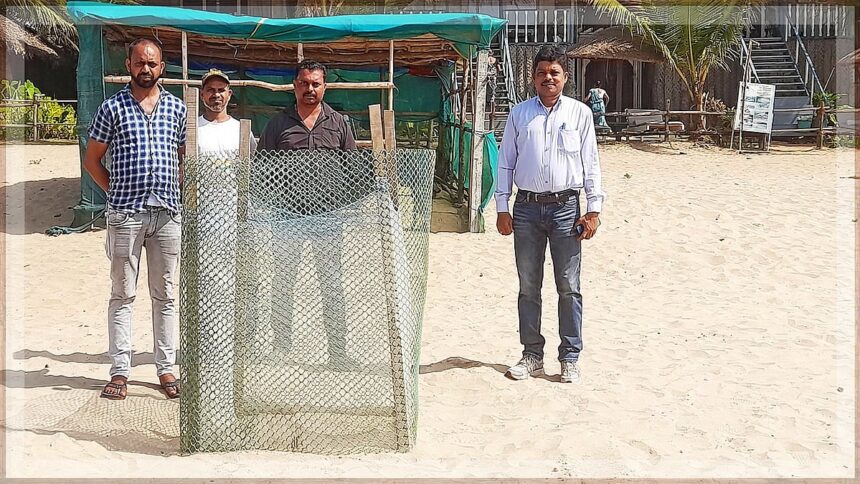 Turtles Return to Goa's Beaches for Nesting, Bringing Joy to Locals and Tourists 1 Turtles Return to Goa's Beaches for Nesting, Bringing Joy to Locals and Tourists