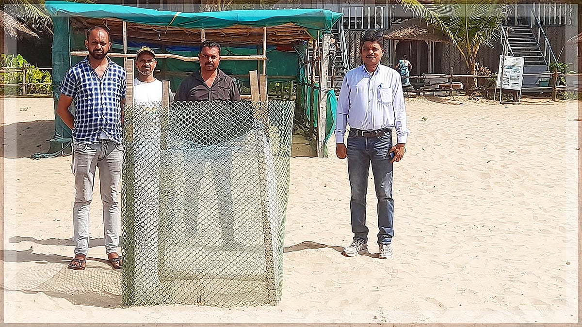 Turtles Return to Goa's Beaches for Nesting, Bringing Joy to Locals and Tourists