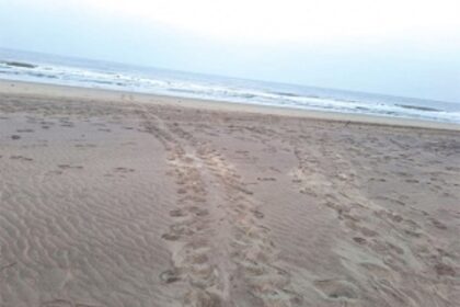 Turtles now make Vagator beach their home