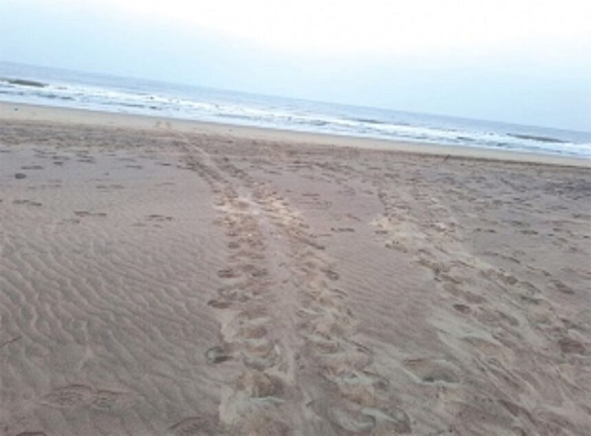 Turtles now make Vagator beach their home 1 Turtles now make Vagator beach their home