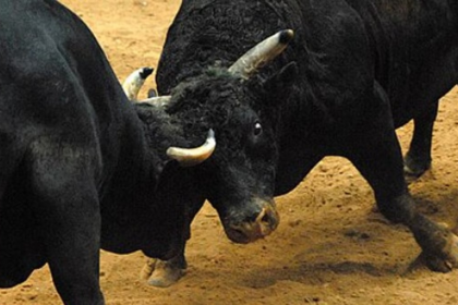 Two Arrested for Organising Illegal Bullfight in Curtorim; Released on Bail