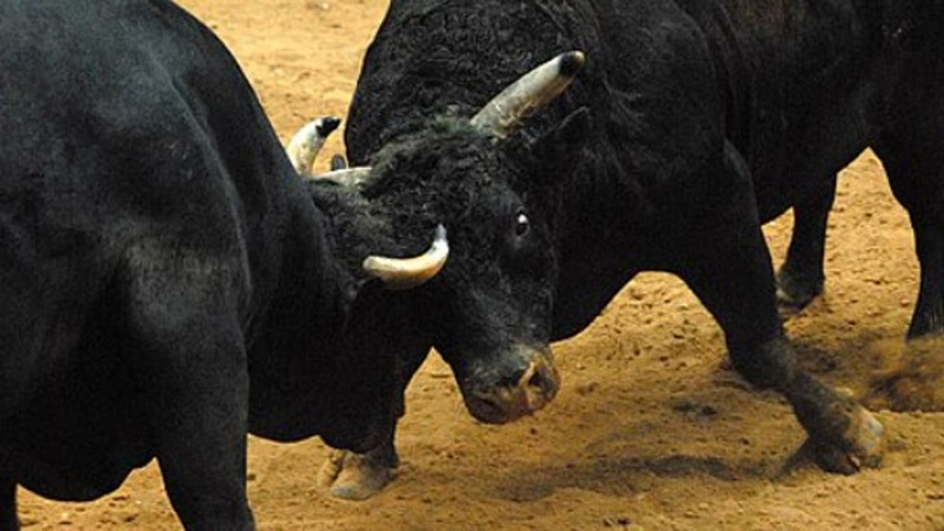 Two Arrested for Organising Illegal Bullfight in Curtorim; Released on Bail 1 Two Arrested for Organising Illegal Bullfight in Curtorim; Released on Bail