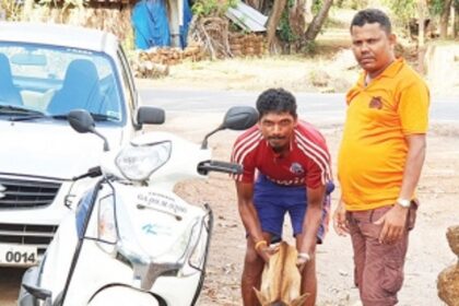 Two Barcem youth help calf unite with mother