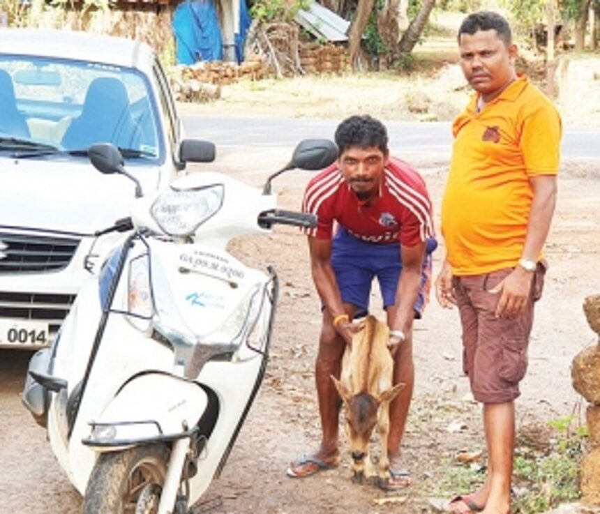 Two Barcem youth help calf unite with mother 1 Two Barcem youth help calf unite with mother