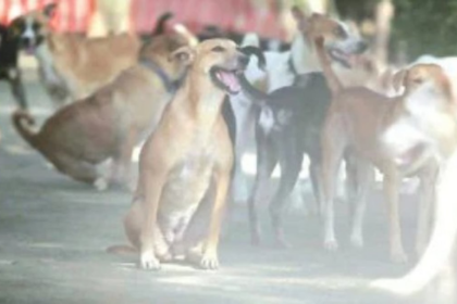 Two Children Injured in Dog Bite Incidents Near Fatorda Stadium, Third Person Hurt