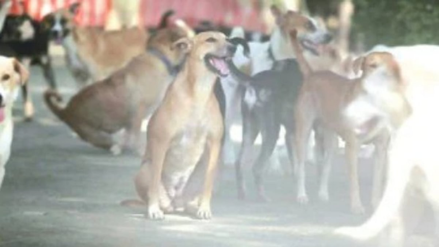 Two Children Injured in Dog Bite Incidents Near Fatorda Stadium, Third Person Hurt 1 Two Children Injured in Dog Bite Incidents Near Fatorda Stadium, Third Person Hurt
