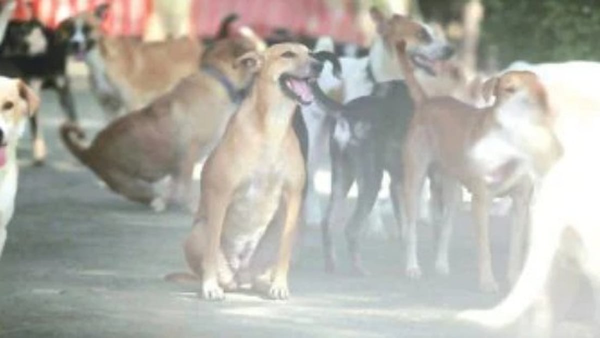 Two Children Injured in Dog Bite Incidents Near Fatorda Stadium, Third Person Hurt