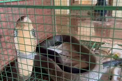 Two Giant Cobras Rescued in Sanguem on the Same Day, Spark Local Alert