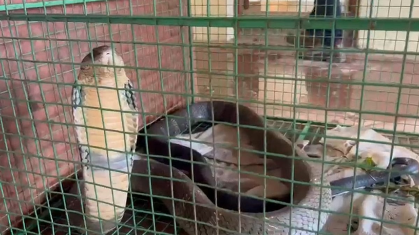 Two Giant Cobras Rescued in Sanguem on the Same Day, Spark Local Alert 1 Two Giant Cobras Rescued in Sanguem on the Same Day, Spark Local Alert