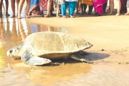 Two Olive Ridleys visit Rajbagh and Galgibagh beach for nesting