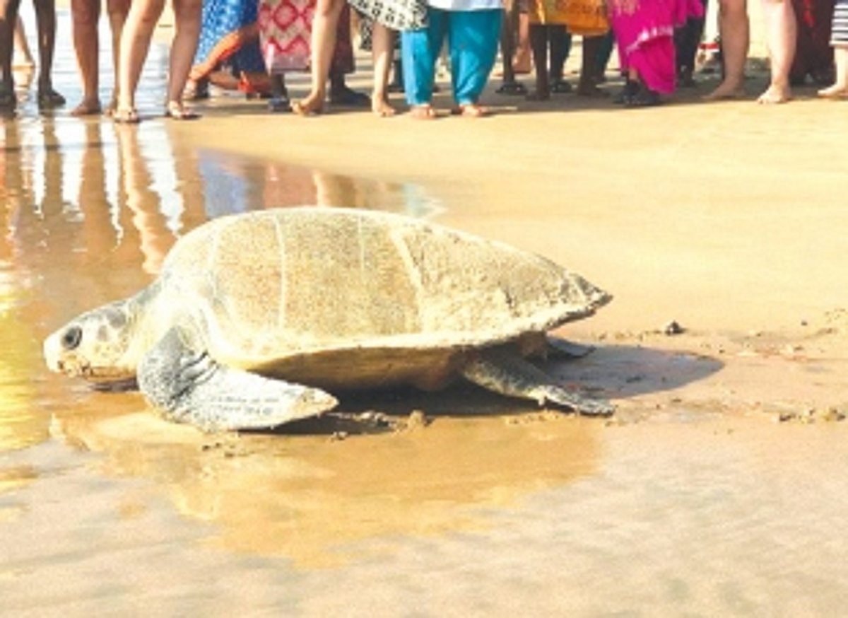 Two Olive Ridleys visit Rajbagh and Galgibagh beach for nesting