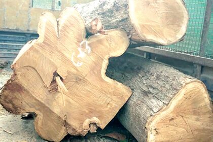 Two arrested for felling, smuggling of teak at Mollem