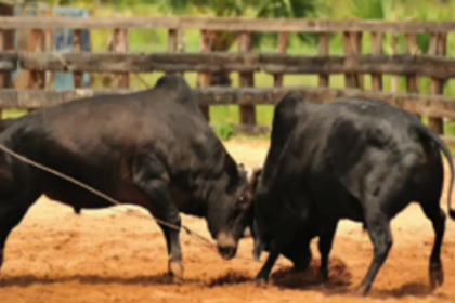 Two held for organising bullfights at Colva