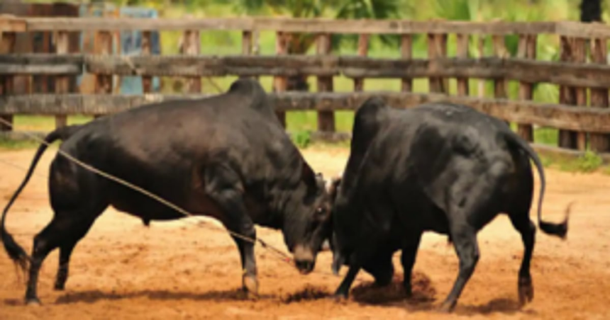 Two held for organising bullfights at Colva