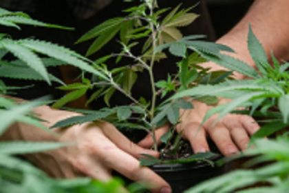 Two held for planting cannabis