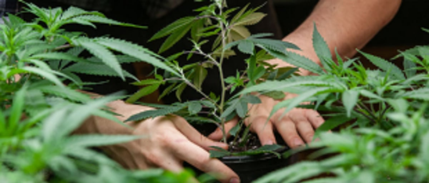 Two held for planting cannabis