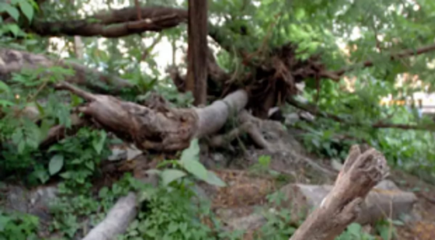 Two injured, 2 cars damaged  in branch fall