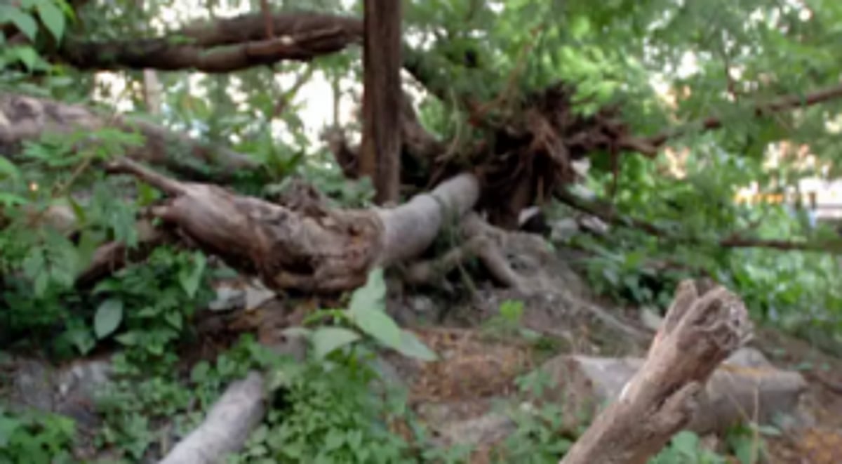 Two injured, 2 cars damaged  in branch fall
