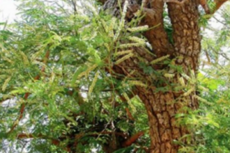 Two khair trees felled ‘illegally’ at Shel-Melavali